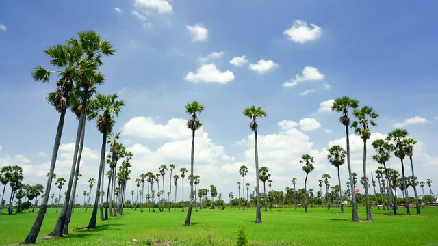Time-lapse photography of rice fields, sugar palm trees and clouds moving in a beautiful sky in bright sunlight, Sam Khok District, Pathum Thani Province, Thailand 2021-06-02