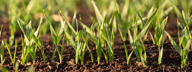 Sprouts of young barley or wheat that have just sprouted in the soil, dawn over a field with crops.