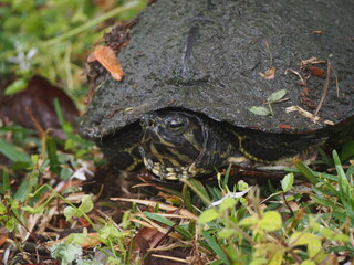 turtle in the grass