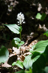 Maiblume, Zweiblättrige Schattenblume (Maianthemum bifolium)