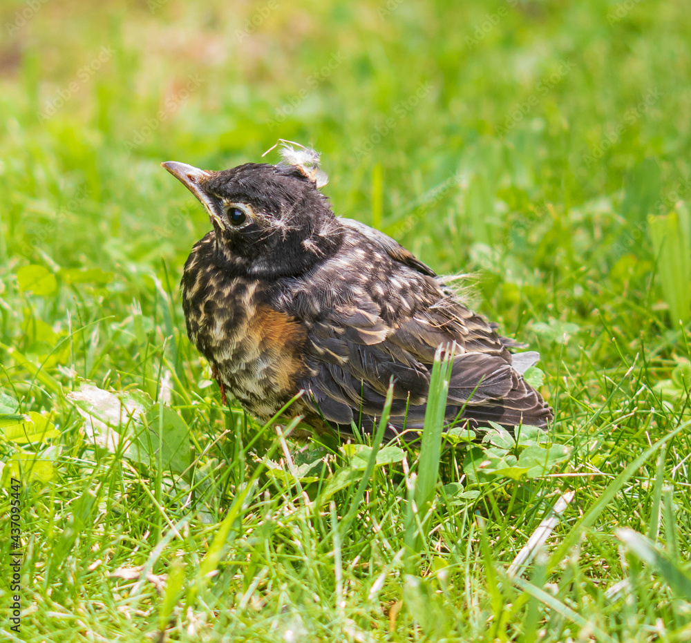 Wall mural American robin fledgling in green grass
