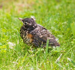 American robin fledgling in green grass
