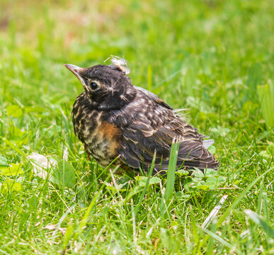 American Robin Fledgling In Green Grass
