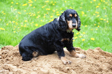 portrait of a black spaniel dog sitting on a pile of sand among the grass
