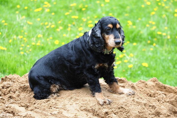 portrait of a black spaniel dog sitting on a pile of sand among the grass