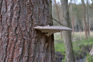 hub growing on a tree