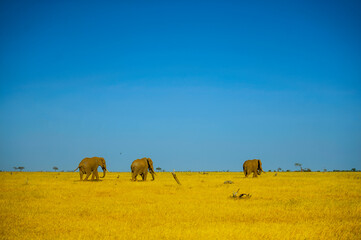 Obraz premium Elephants 