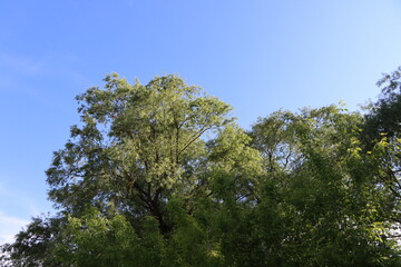 trees and sky