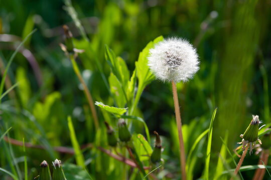 Air dandelion on a background of green grass. White dandelion in the grass.