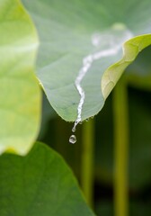 蓮の葉に雨のしずく