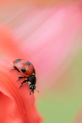 花とてんとう虫