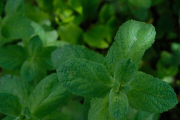 Mint leaves (Mentha arvensis). Dark photo. Top view. 