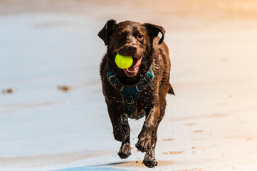 labrador retriever dog running on the beach with ball in mouth