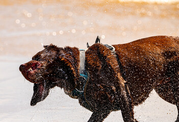 Chocolate labrador shaking sea water from body after running into the ocean.
