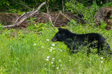 Adult black bear in meadow.