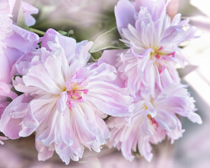 Background of large pink peonies