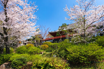 東京都台東区 上野公園、桜と清水観音堂