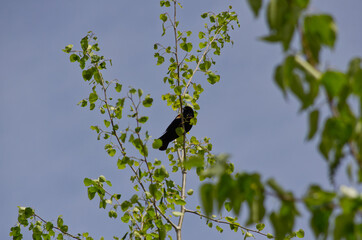 A Red-Winged Blackbird in a Tree