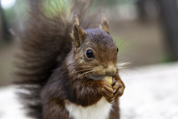 Fototapeta premium Squirrel eating nuts
