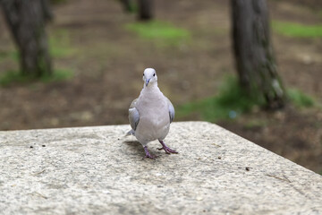 Obraz premium Pigeons on street