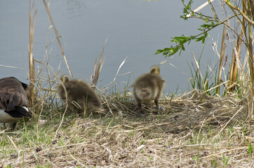 Canadian Goslings near a Parent