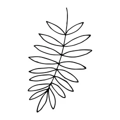 Zelfklevend Fotobehang Monstera Fern leaf in doodle style. Hand drawn palm branch or other tropical plant. Vector illustration isolated on white background.