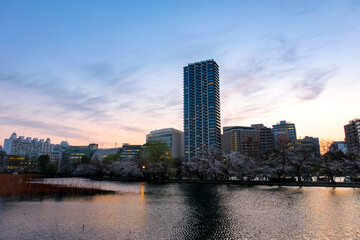 Fototapeta premium 東京都台東区 春の上野公園 不忍池の夕暮れ