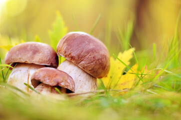 White mushrooms in the woods, on a background of leaves.