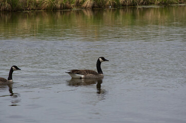 A Canada Goose in the Water