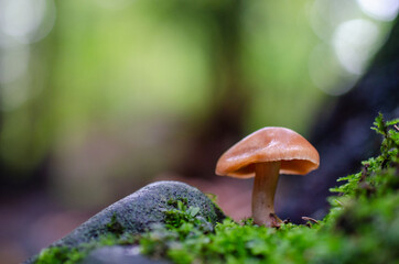A small brown mushroom near a rock, with green and balck bokeh background on a large canvas with copy space for design and layouts