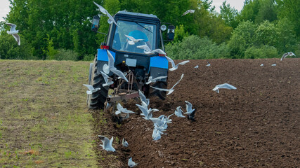 seagulls fly over a blue tractor that plows the land for sowing crops