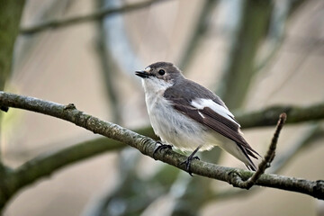 Trauerschnäpper ( Ficedula hypoleuca ).