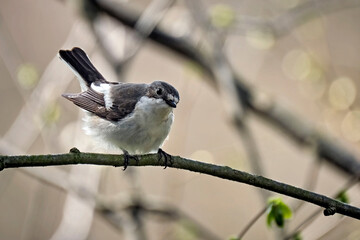 Trauerschnäpper ( Ficedula hypoleuca ).