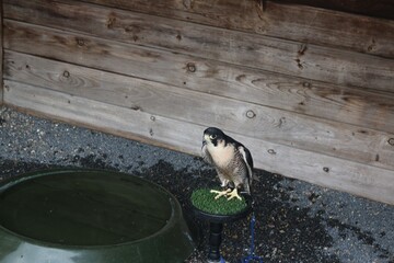 Peregrine Falcon
