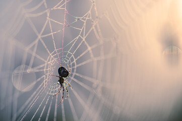 A spider sitting in a dew covered web with soft light in the background