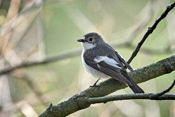 Trauerschnäpper ( Ficedula hypoleuca ).