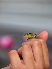 A small lizard on the girl's arm
