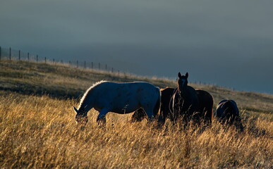 Russia. South of Western Siberia, Mountain Altai. Domestic horses graze peacefully in the autumn...