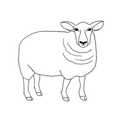 Outline vector standing Sheep. Series of Livestock, Farm Animals. Hand drawn line art sketch, doodle, contour design element isolated for coloring book page, veterinary, rustic, animal husbandry theme