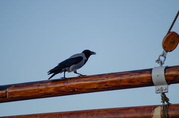 A crow sitting on a dark wood horizontal pole