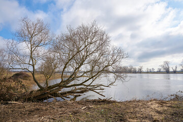 Weide am Ufer des Flusses Elbe bei Magdeburg im Frühling