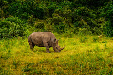 Obraz premium rhino in the wild