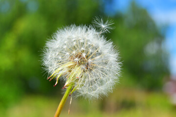 Dandelion seeds on a green field in summer