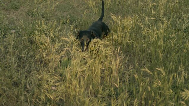 Black color puppy of weiner dog is searching for something and enjoying the lea field on the sunset or sunrise. Run to the camera through green grass. High quality video.