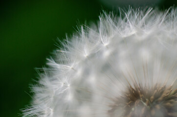 Macro picture of dandelion seed head with shallow depth of field and deep green background