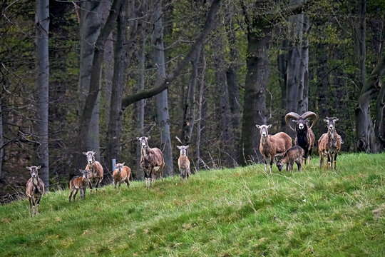 Europ&auml;ische Mufflons ( Ovis gmelini musimon )