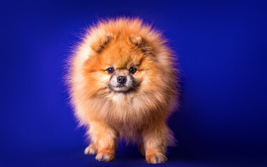Obraz premium A lovely Pomeranian dog on blue background.