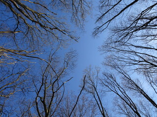 bare treetops in the blue sky
