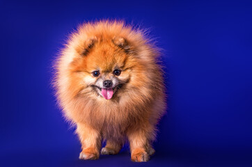 A lovely Pomeranian dog on blue background.