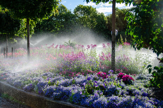 Spring time image of colorful flowers and deep green trees being watered in a park, with blue sky and sunshine